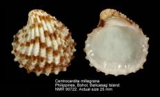 Centrocardita millegrana