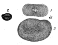 Chromista - Foraminifera (foraminifers)