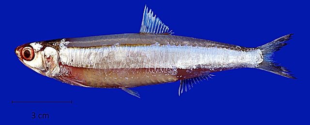 Anchoviella sanfranciscana Anchoviella sanfranciscana