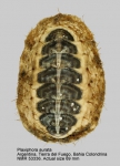 Plaxiphora aurata