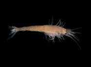 Gastrosaccus spinifer (Go, 1864) 