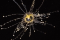 Hydrozoa (hydroids)