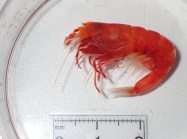Deepwater shrimp from Ice Forecast survey