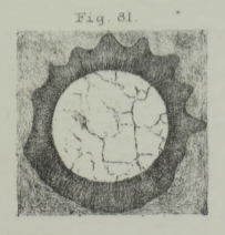 Calcisphaera robusta Williamson, 1880 Calcisphaera robusta Williamson, 1880