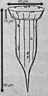 Ormosella trachelium - Illustration from original description