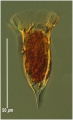 Ormosella trachelium