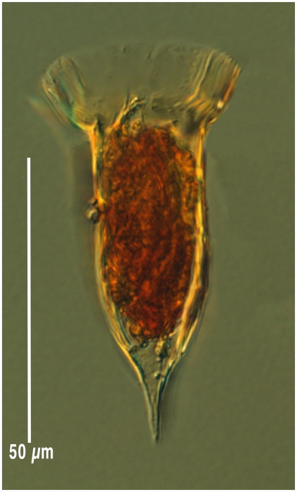 Ormosella trachelium Ormosella trachelium