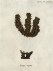 Spongia rigida Esper, 1794