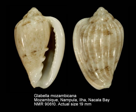 Glabella mozambicana