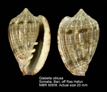 Glabella obtusa