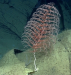 Cnidaria