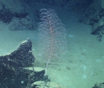 Cnidaria