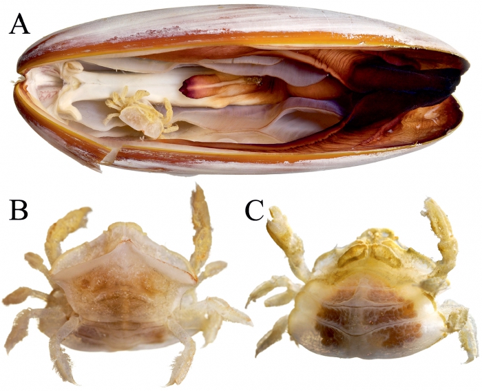 Serenotheres janus - holotype Serenotheres janus - holotype