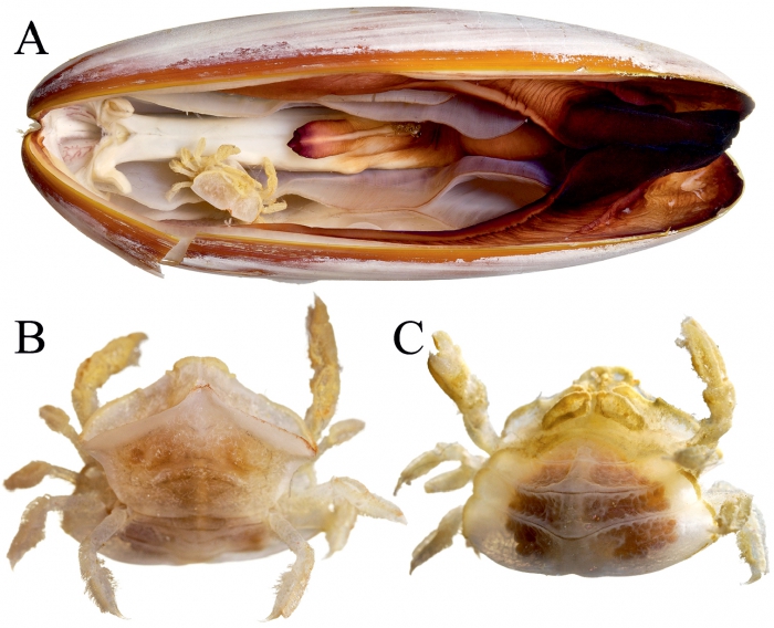 Serenotheres janus - holotype