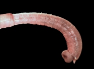 Heteromastus filiformis (Clapare, 1864) 