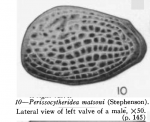 Perissocytheridea matsoni (Stephenson, 1935) from Stephenson, 1938