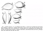 Bairdia ritugerda Holden, 1967 from the original description