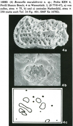 Bosasella maculabrevis Jellinek, 1993 from original description