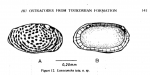 Loxoconcha tata Hu, 1978 from the original description