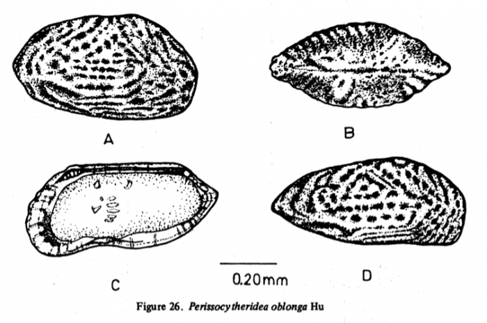 Perissocytheridea oblonga Hu, 1976 from Hu, 1978