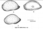 Bairdia obtusa Hu, 1978 from original description