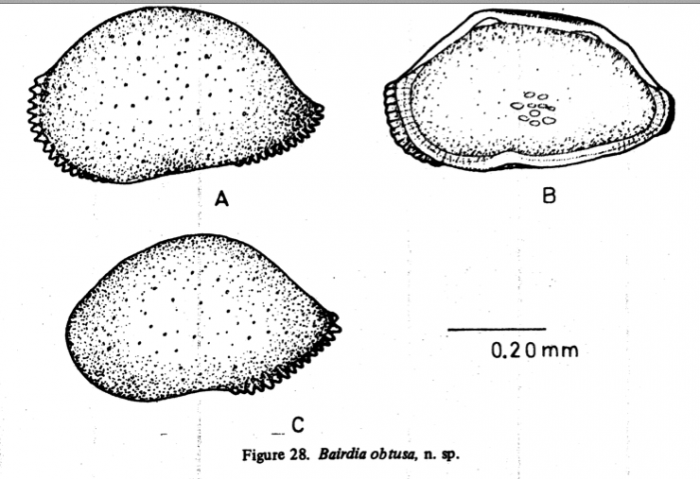 Bairdia obtusa Hu, 1978 from original description