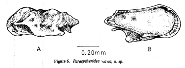 Paracytheridea wawa Hu, 1978 from original description
