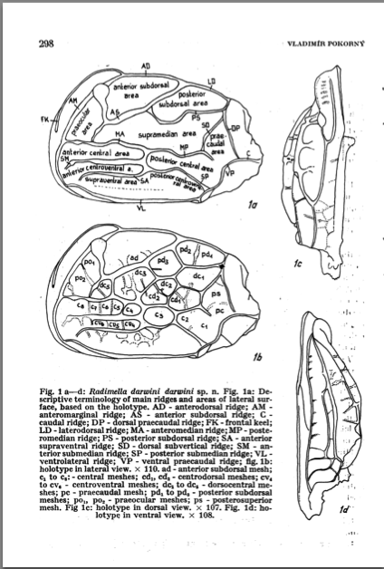 Radimella darwini darwini Pokorny, 1970 from original description
