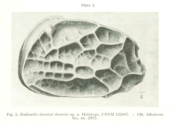 Radimella darwini Pokorny, 1970 from original description