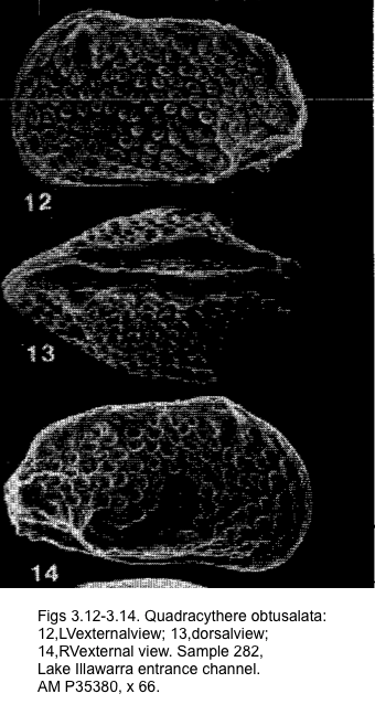 Quadracythere obtusalata (Brady, 1880) from Yassini & Jones, 1987