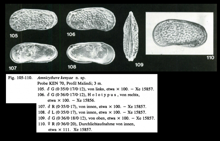 Amnicythere kenyae Jellinek, 1993 from the original description