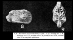 Hermania reticulata Puri, 1954 from original description
