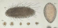 Polychaeta (bristle worms)