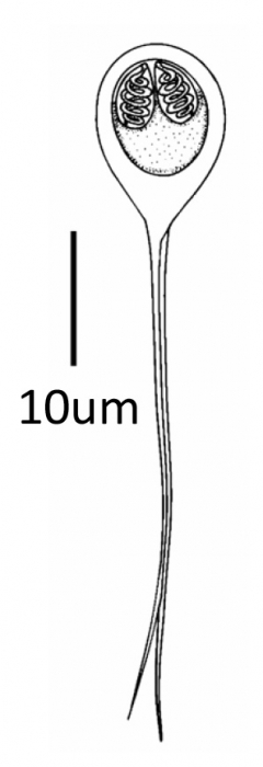 Line drawing of live spore of Henneguya clini sp. n. from the gills of Clinus superciliosus collected from the Cape south coast, South Africa.