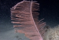 Bathypathes sp., 452 m Gulf of Mexico

Image courtesy of NOAA Okeanos Explorer Program, Gulf of Mexico 2012 Expedition.