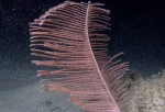 Bathypathes sp., 452 m Gulf of Mexico

Image courtesy of NOAA Okeanos Explorer Program, Gulf of Mexico 2012 Expedition.