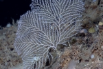 Plumarella sp., 438 m Gulf of Mexico

Image courtesy of NOAA Okeanos Explorer Program, Gulf of Mexico 2012 Expedition.