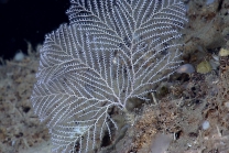 Plumarella sp., 438 m Gulf of Mexico

Image courtesy of NOAA Okeanos Explorer Program, Gulf of Mexico 2012 Expedition.