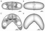Ceratonova gasterostea myxospores