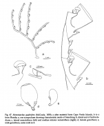 Monostaechas quadridens, from Schuchert (1997)