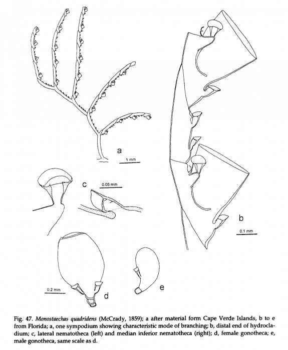 Monostaechas quadridens, from Schuchert (1997) Monostaechas quadridens, from Schuchert (1997)