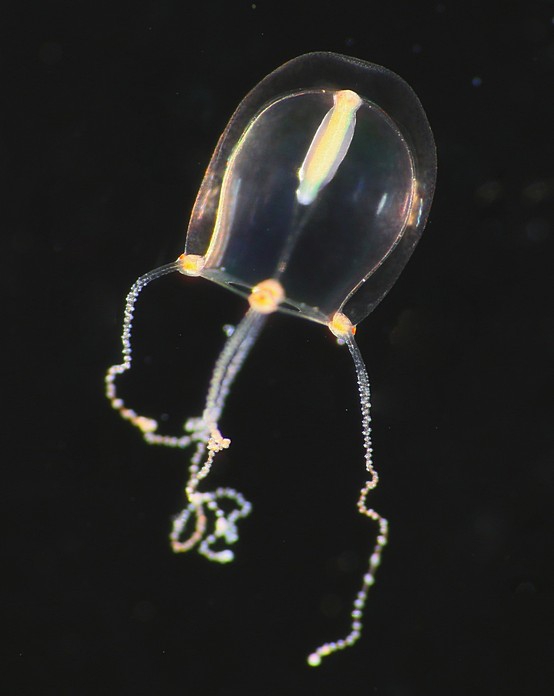 Coryne eximia, living medusa from Norway, ca. 3 mm in height Coryne eximia, living medusa from Norway, ca. 3 mm in height