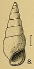 Rissoina alabamensis Aldrich, 1895
