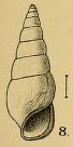 Rissoina alabamensis Aldrich, 1895 Rissoina alabamensis Aldrich, 1895