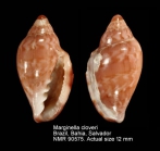 Marginella cloveri