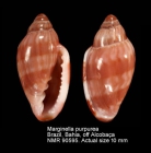 Marginella purpurea