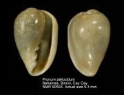 Prunum pellucidum