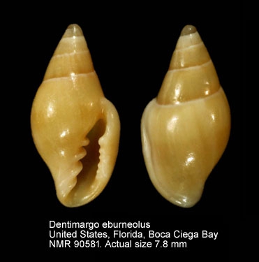 Dentimargo eburneolus