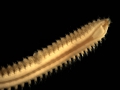 Polychaeta (bristle worms)