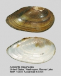 Anodonta oregonensis